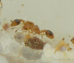 Cardiocondyla wroughtonii