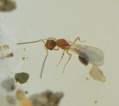 Cardiocondyla wroughtonii