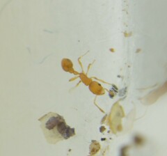 Cardiocondyla wroughtonii