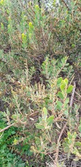 Acacia brachybotrya