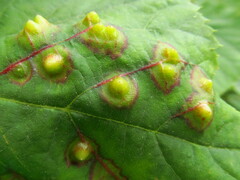 Didymomyia tiliacea