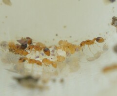 Cardiocondyla wroughtonii