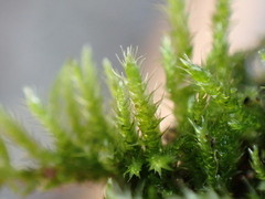 Sematophyllaceae