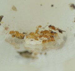 Cardiocondyla wroughtonii