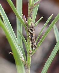 Aristotelia fungivorella