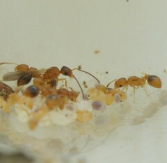 Cardiocondyla wroughtonii