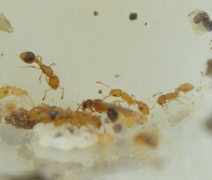 Cardiocondyla wroughtonii