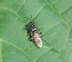 Cyphomyia erecta