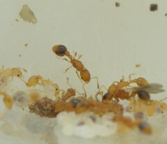 Cardiocondyla wroughtonii