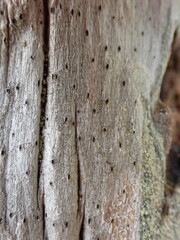 Xylographa parallela