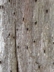 Xylographa parallela