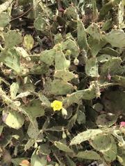 Opuntia stricta