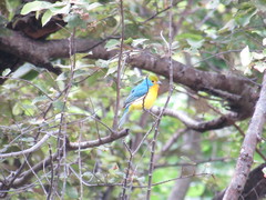 Passerina leclancherii