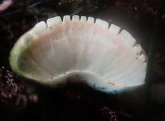 Stenoplax conspicua