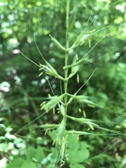 Elymus hystrix bigelovianus