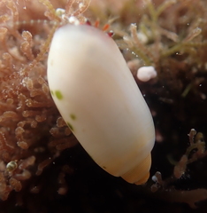 Acteocina culcitella