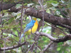 Passerina leclancherii