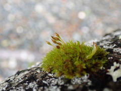 Ulota intermedia