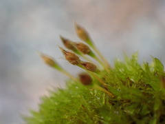 Ulota intermedia