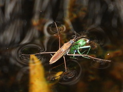 Gerris costae
