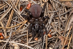 Amblyocarenum walckenaeri