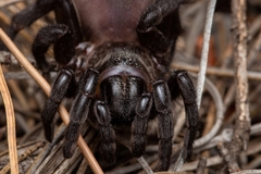 Amblyocarenum walckenaeri