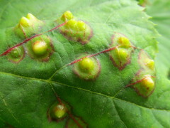 Didymomyia tiliacea