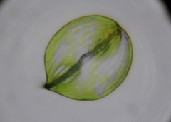 Phacus orbicularis
