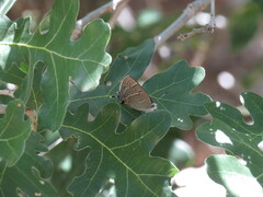 Hypaurotis crysalus