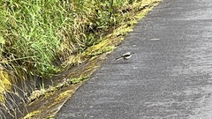 Motacilla cinerea patriciae