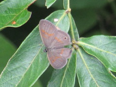 Euptychia fetna