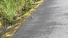Motacilla cinerea patriciae