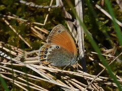Coenonympha gardetta darwiniana