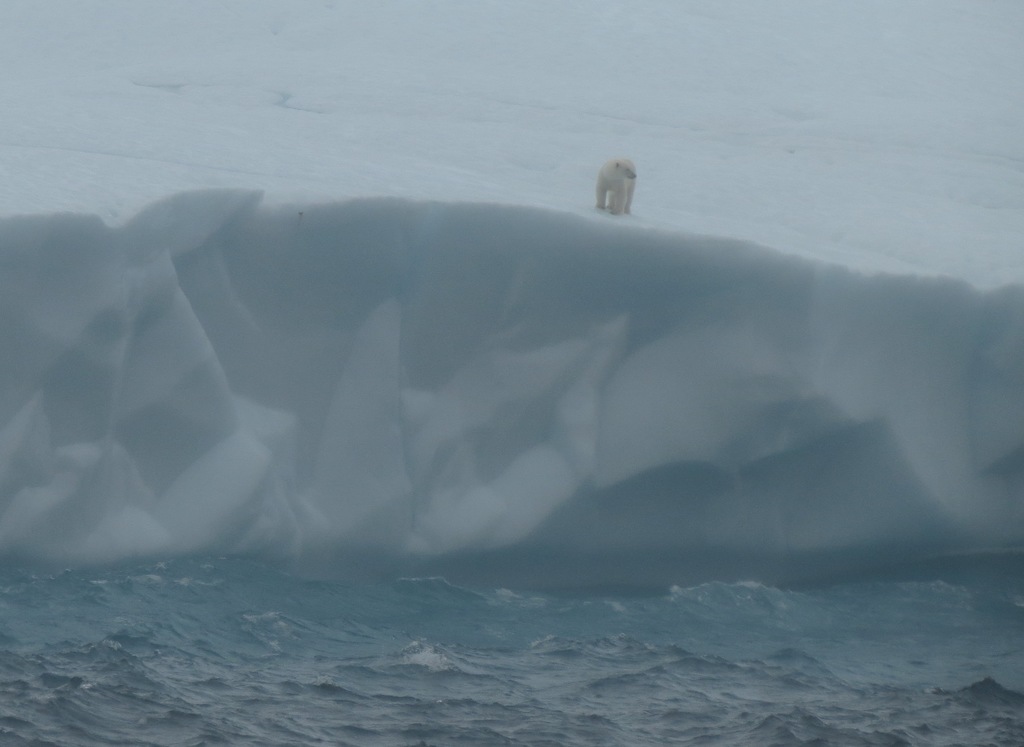 Polar bear standing on a large ice floe above a grey sea in Davis Strait