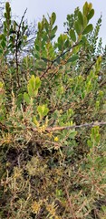 Acacia brachybotrya