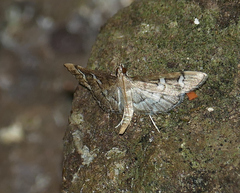 Desmia desmialis