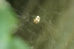 Parasteatoda simulans