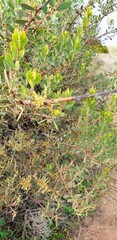 Acacia brachybotrya