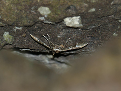 Desmia desmialis