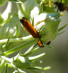 Neoalbertia constans