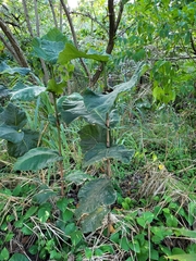Coccoloba rugosa