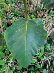Coccoloba rugosa