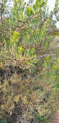Acacia brachybotrya