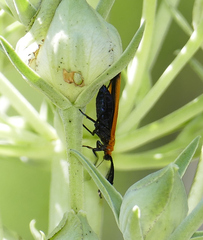 Neoalbertia constans