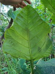 Coccoloba rugosa