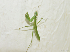 Eumusonia