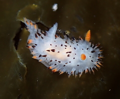 Crimora coneja