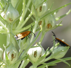 Neoalbertia constans