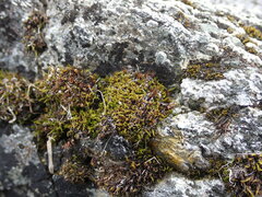 Schistidium maritimum
