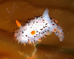 Crimora coneja